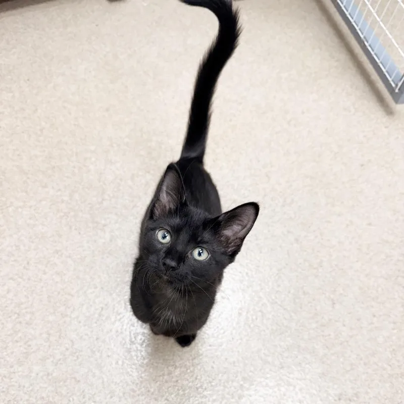 A baby small-sized female Black Domestic Short Hair cat named Lyra for adoption in Oshkosh, WI