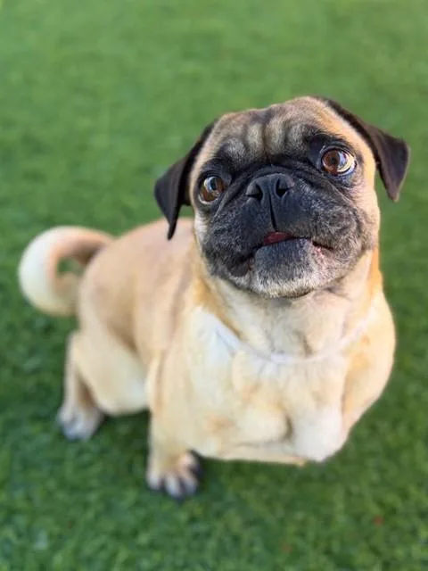 An adult medium-sized female Pug dog named Millie for adoption in Agoura, CA