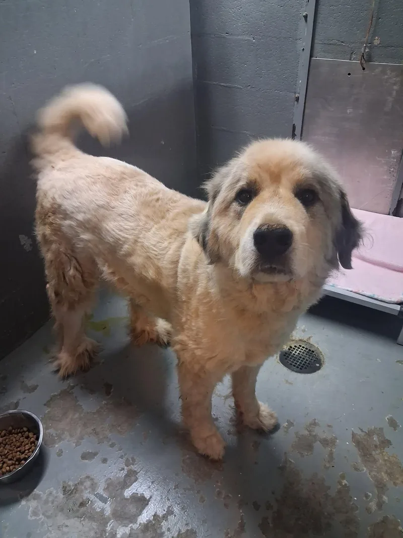 An adult large-sized male Great Pyrenees dog named Charlie Brown for adoption in Stuart, VA