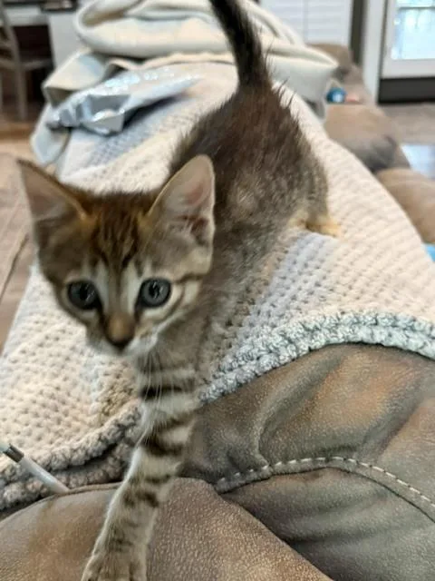 Pebbles