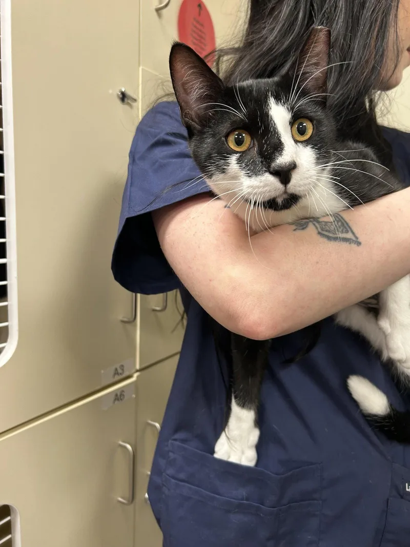 A baby medium-sized male Black & White / Tuxedo Domestic Short Hair cat named Stinker for adoption in Lancaster, PA