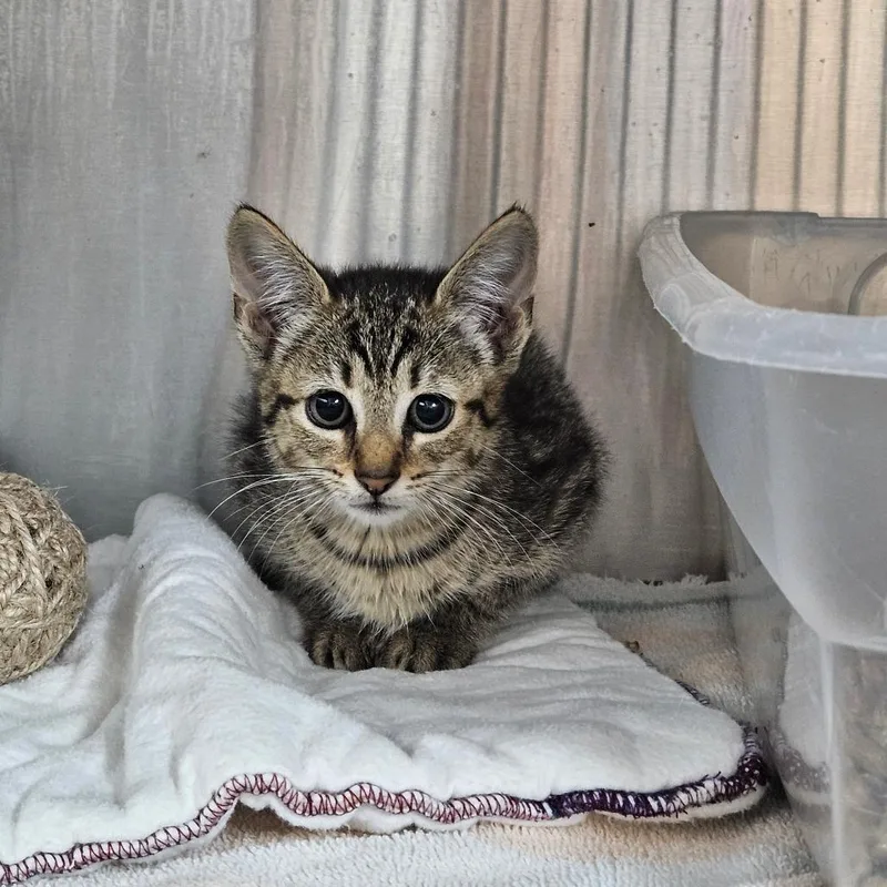 A baby small-sized female Brown / Chocolate Domestic Short Hair cat named Popsicle for adoption in Pasadena , MD