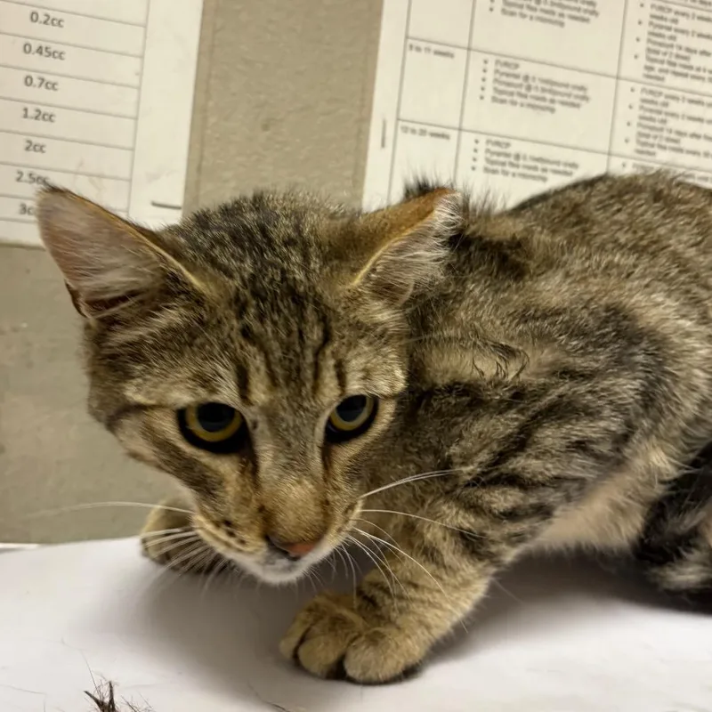 An adult medium-sized male Brown / Chocolate Domestic Short Hair cat named Barbara for adoption in Yuma, AZ
