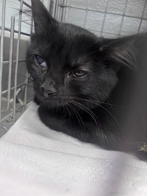 Binx