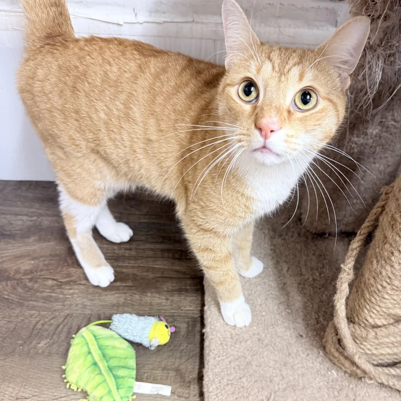 A young medium-sized male Orange & White American Shorthair cat named Averin for adoption in Philadelphia, PA