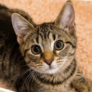 Commander Whiskers