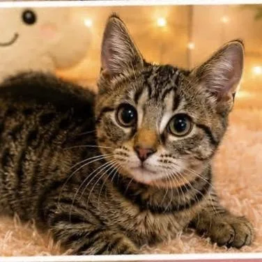 Commander Whiskers thumbnail 3