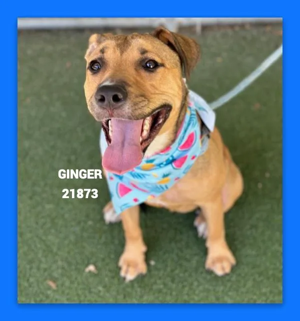 Ginger thumbnail 2