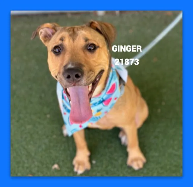 Ginger thumbnail 3