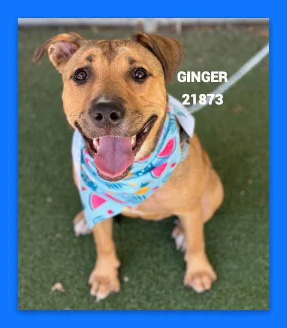 Ginger thumbnail 4