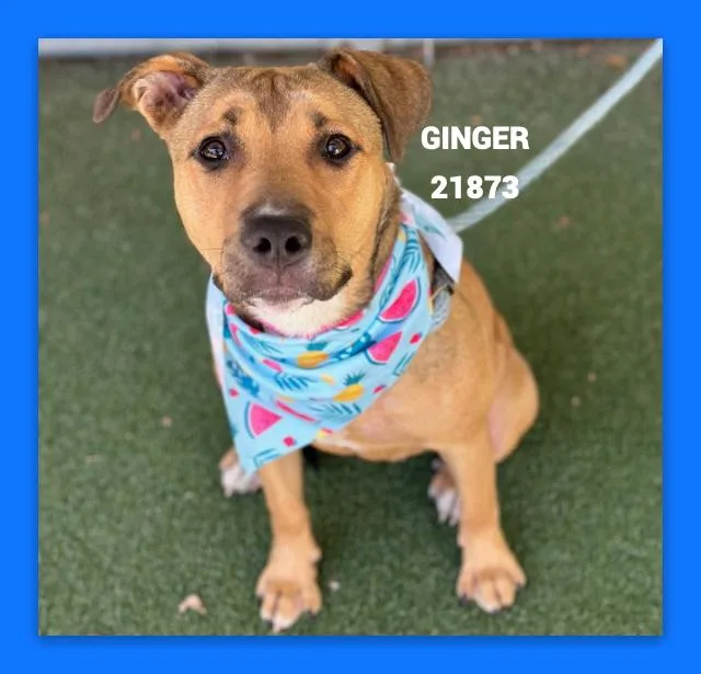 Ginger thumbnail 5