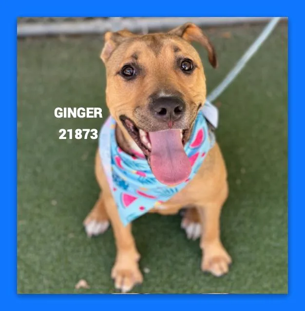 Ginger thumbnail 6