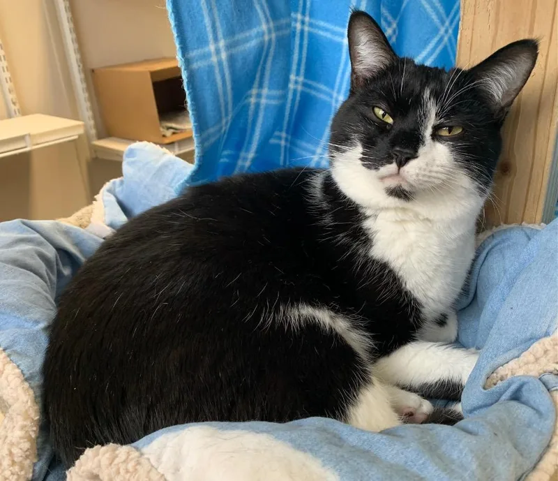 An adult small-sized male Domestic Short Hair cat named Pepper for adoption in Fremont, OH