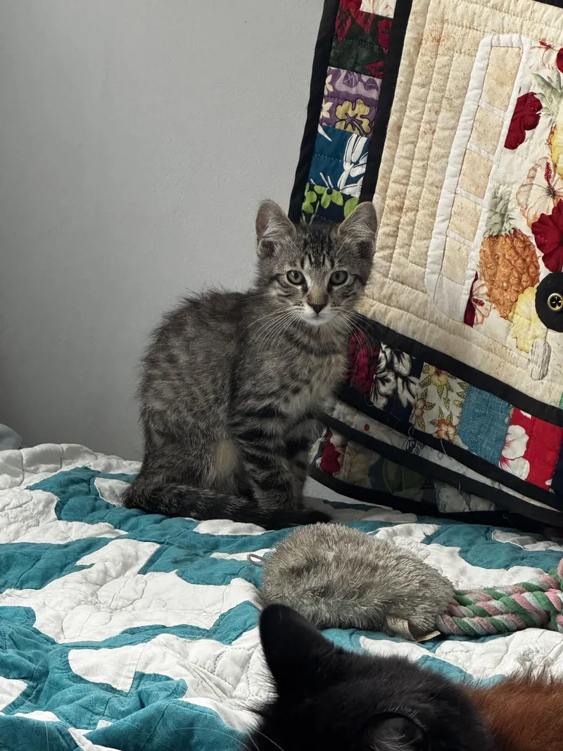 A young medium-sized male Tabby (Buff / Tan / Fawn) Tabby cat named Stevie Dog Friendly for adoption in Fountain Valley, CA