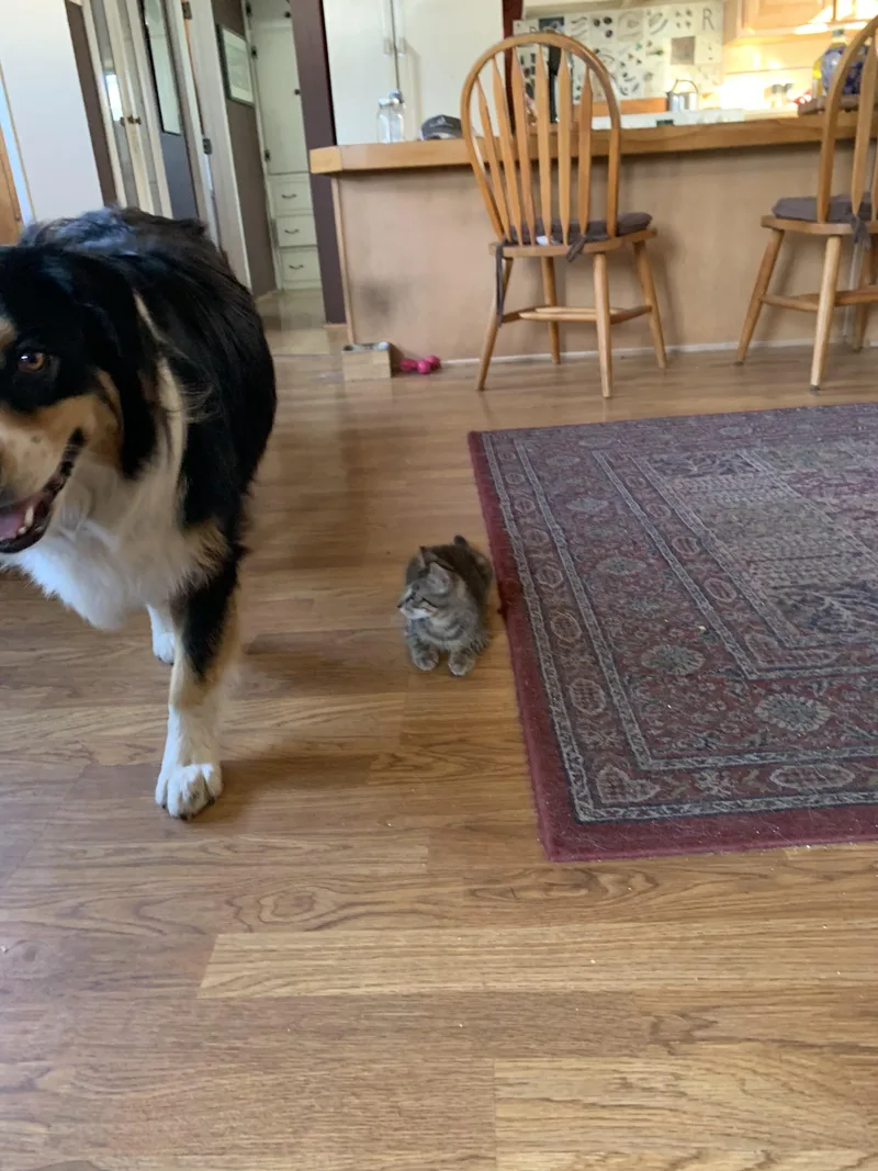 Stevie Dog Friendly thumbnail 3