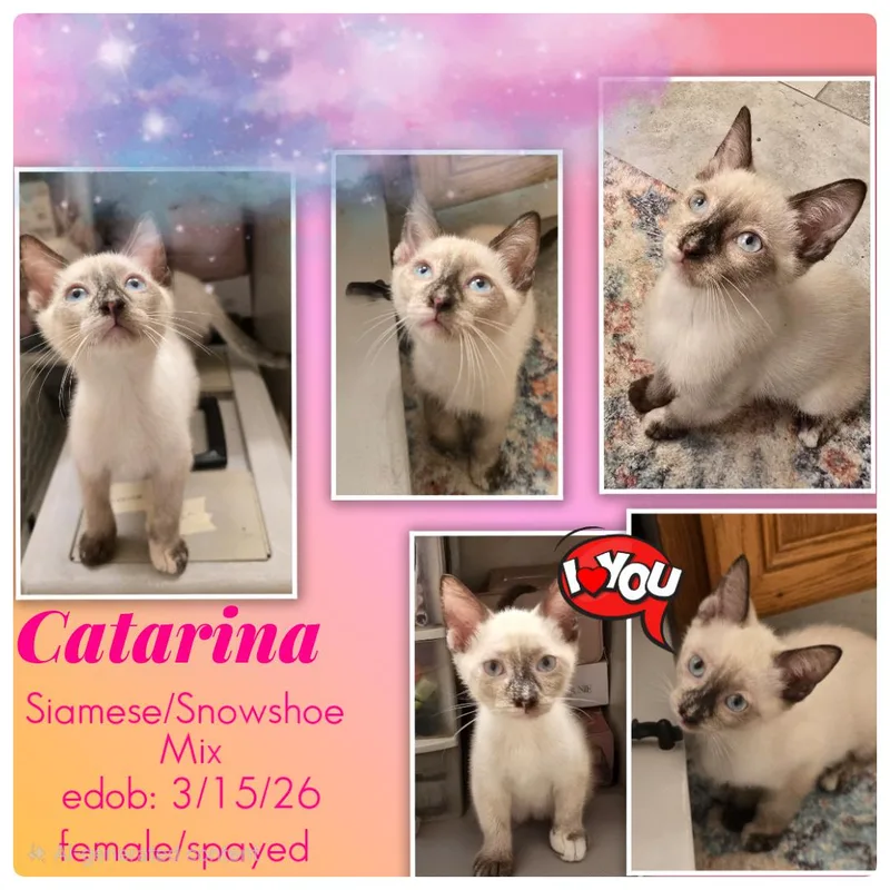 Catarina ORT thumbnail 5