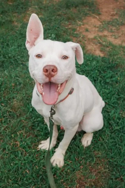 An adult large-sized male Mixed Breed dog named Wally for adoption in West Chester, PA