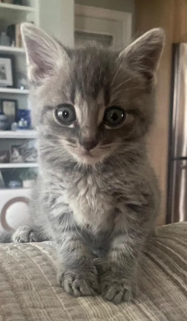 A baby small-sized female Domestic Long Hair cat named Sylvia for adoption in Lunenburg, MA