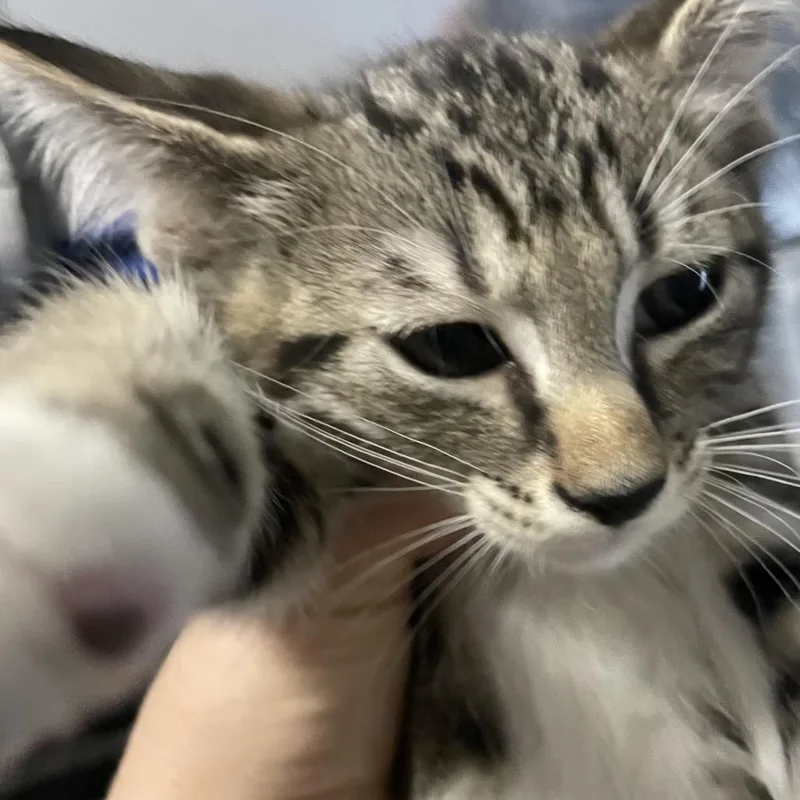 A baby small-sized male Brown / Chocolate Domestic Short Hair cat named Itsy for adoption in Port Charlotte, FL