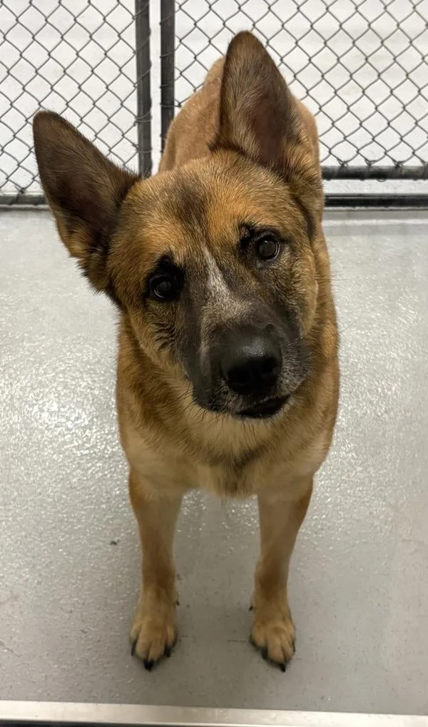 An adult large-sized male German Shepherd Dog dog named Pen C for adoption in Lawrenceville, GA
