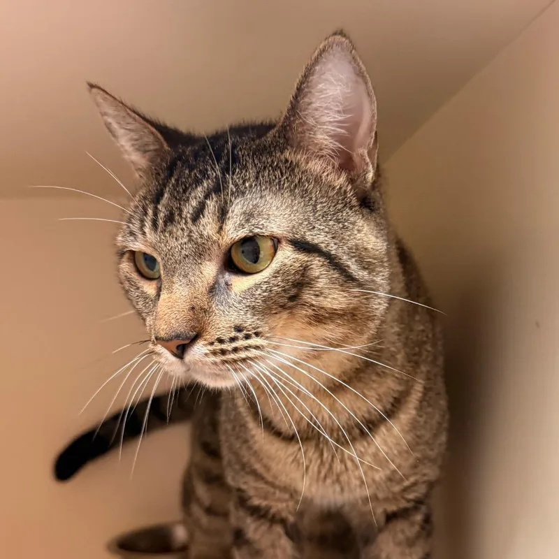 A baby medium-sized male Brown / Chocolate Domestic Short Hair cat named Lean Cuisine for adoption in South Elgin, IL
