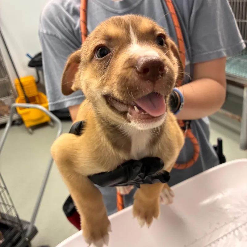 Nala