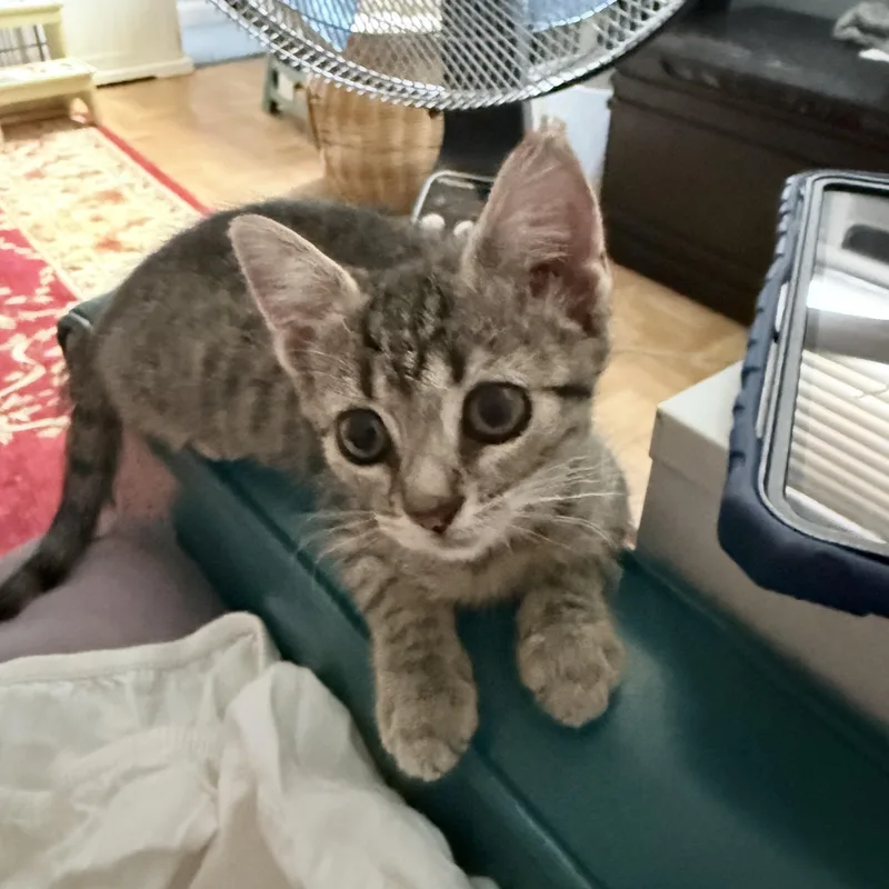 A baby small-sized female Tabby (Gray / Blue / Silver) Domestic Short Hair cat named Keisaba for adoption in New York, NY