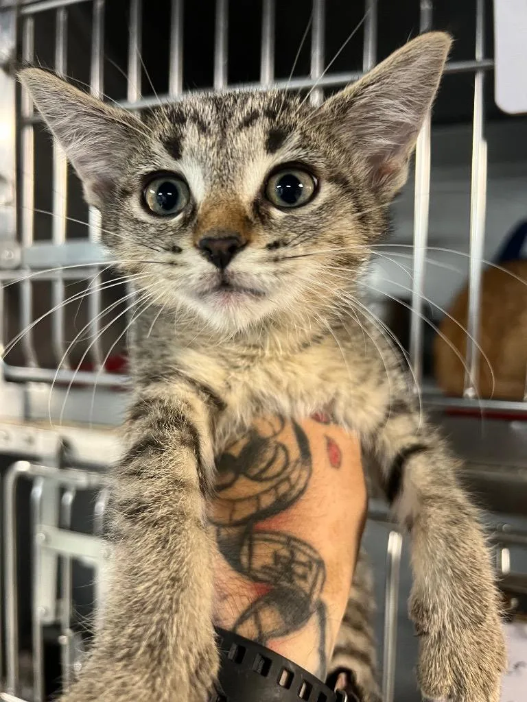 A baby medium-sized female Domestic Short Hair cat named Rose for adoption in Huntington, IN