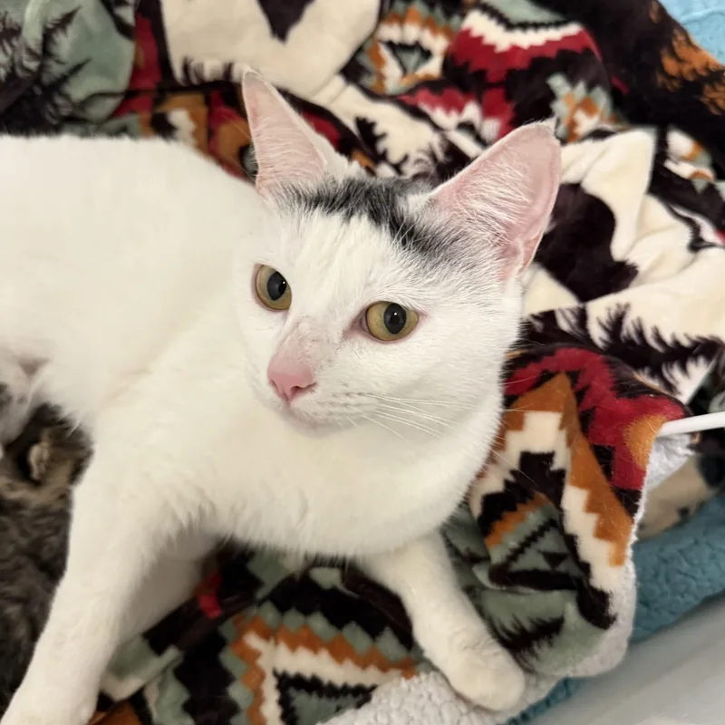 A young medium-sized female White Domestic Short Hair cat named Osprey for adoption in Columbia, SC