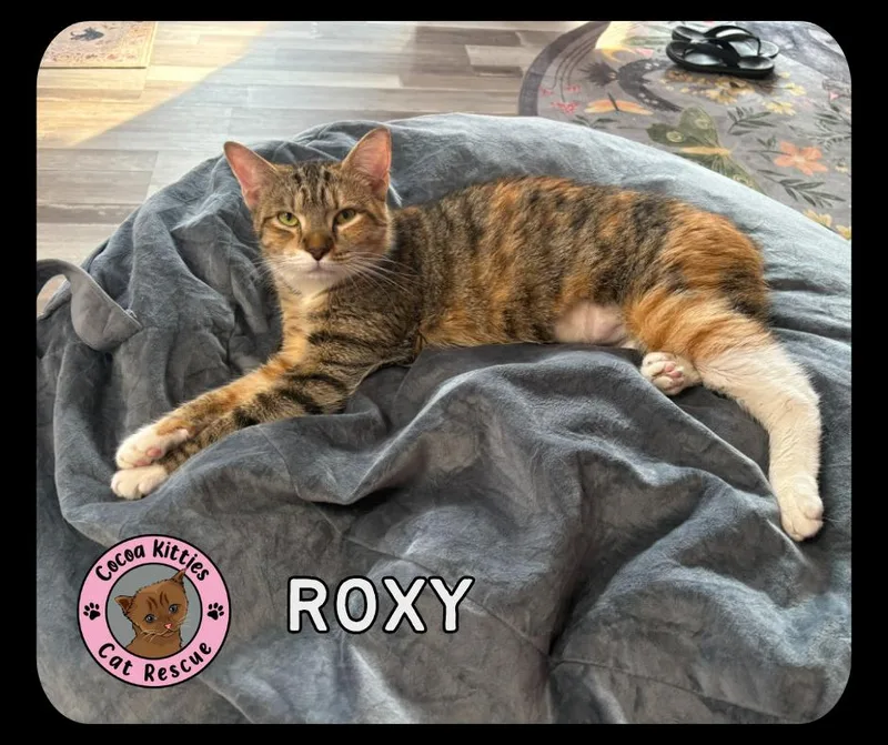 A young large-sized female Manx cat named Roxy for adoption in Hershey, PA