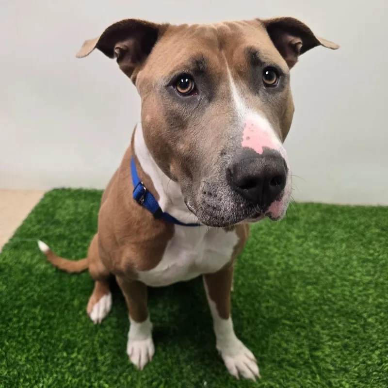 An adult large-sized male Yellow / Tan / Blond / Fawn Pit Bull Terrier dog named Renly for adoption in Columbia, MO