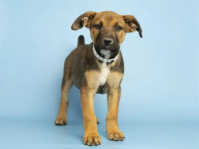 A baby small-sized female German Shepherd Dog dog named Blossom for adoption in Phoenix, AZ