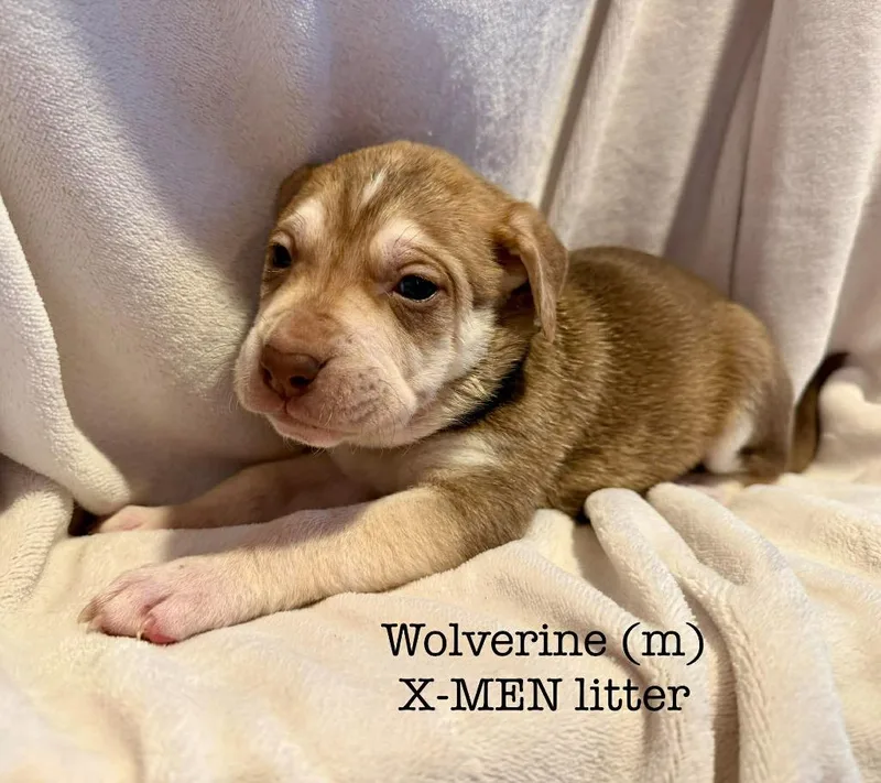 Wolverine thumbnail 3