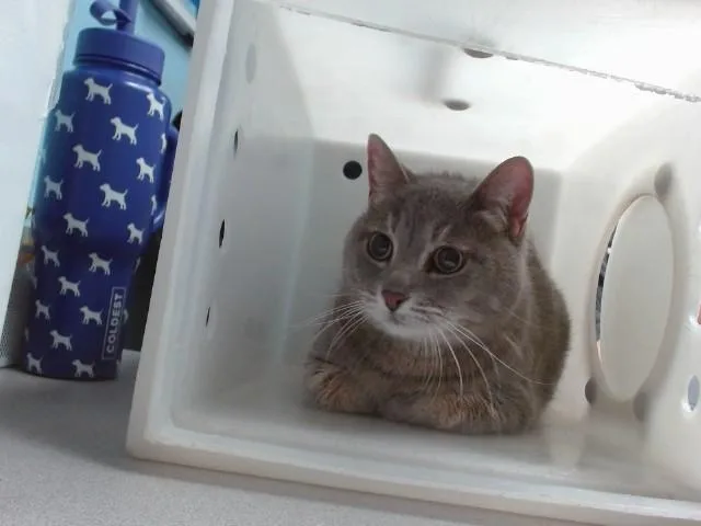 An adult large-sized female Domestic Short Hair cat named Tilly for adoption in Albuquerque, NM