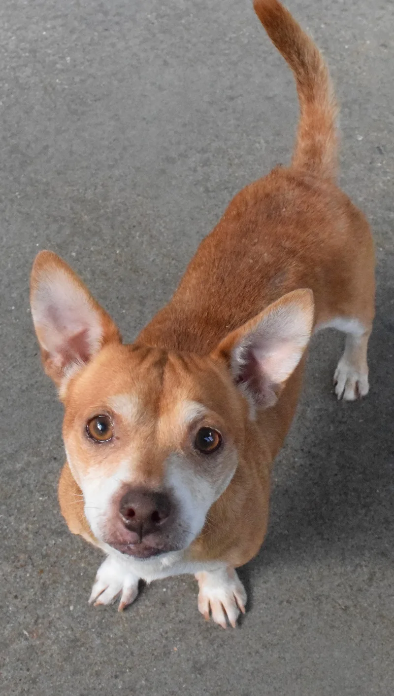 An adult small-sized male Golden Chihuahua dog named 22392 for adoption in Broken Arrow, OK