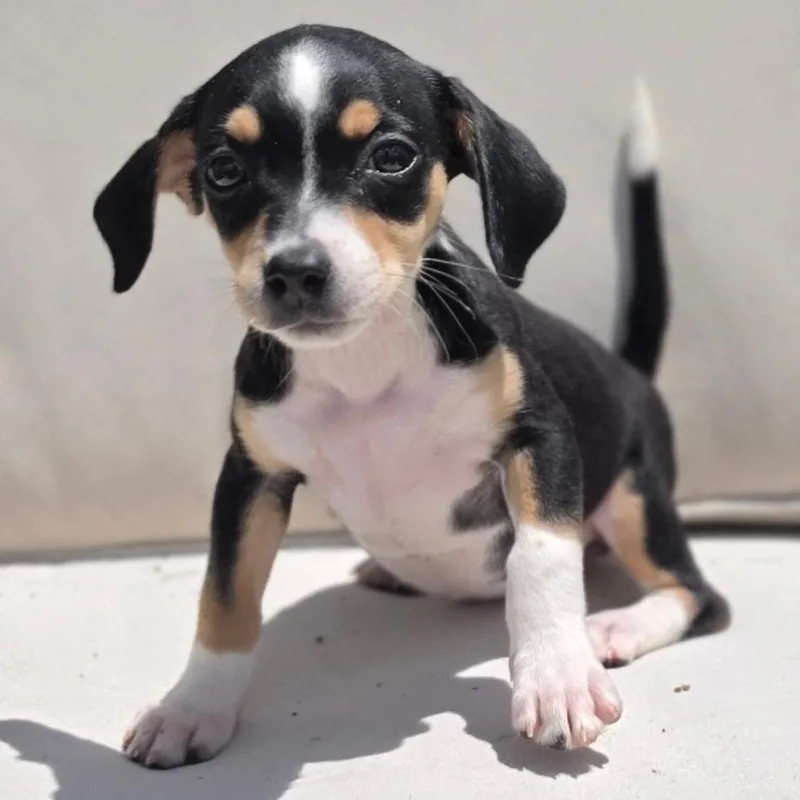 A baby small-sized female Gray / Blue / Silver Rat Terrier dog named Dixie for adoption in Kissimmee, FL