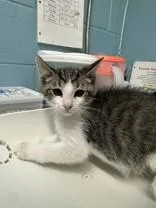A young medium-sized male Tabby (Brown / Chocolate) Domestic Short Hair cat named Greater Bamboo for adoption in Manitowoc, WI