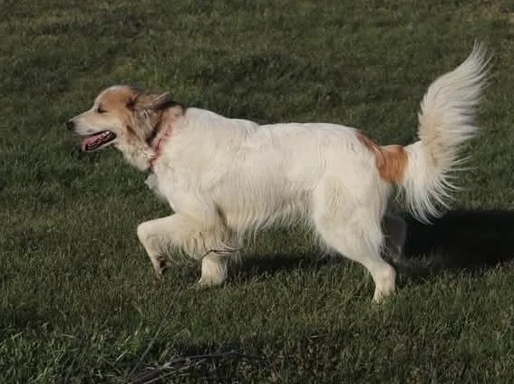 Miranda Dfw thumbnail 2