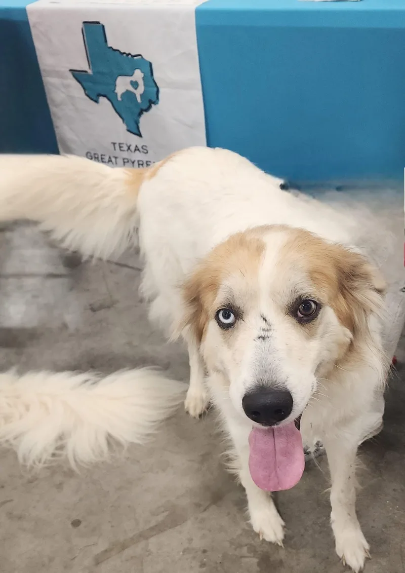 Miranda Dfw thumbnail 3