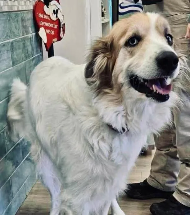 Miranda Dfw thumbnail 4