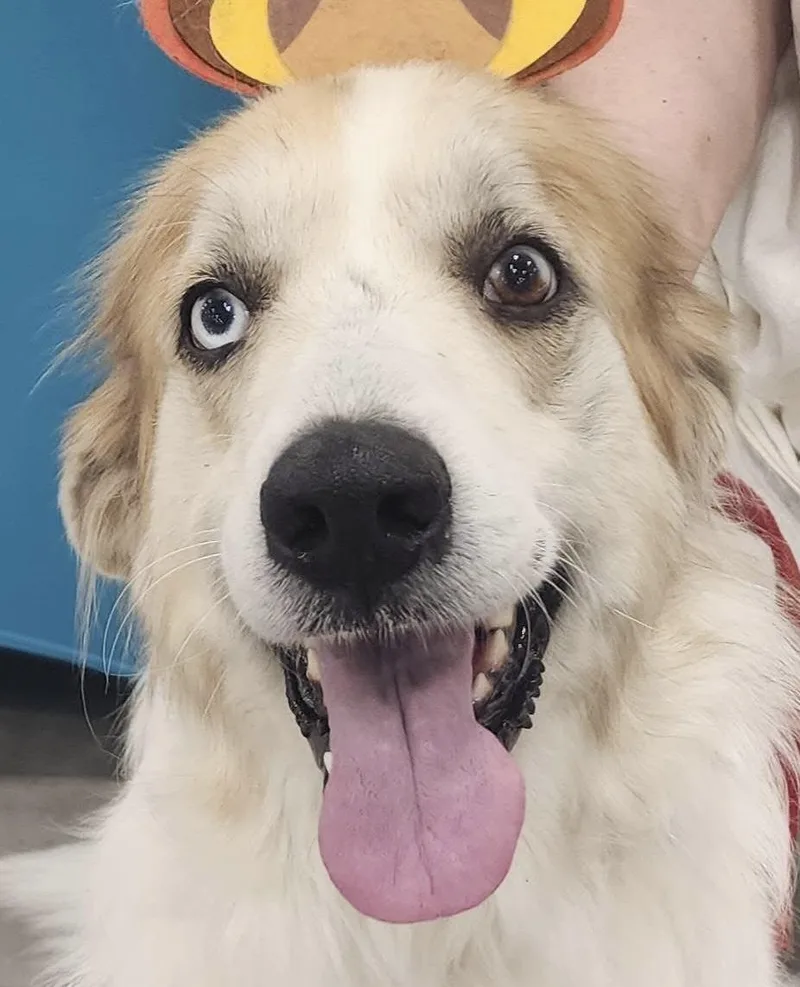 Miranda Dfw thumbnail 5