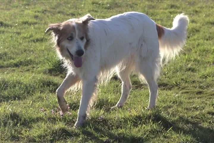 Miranda Dfw thumbnail 6