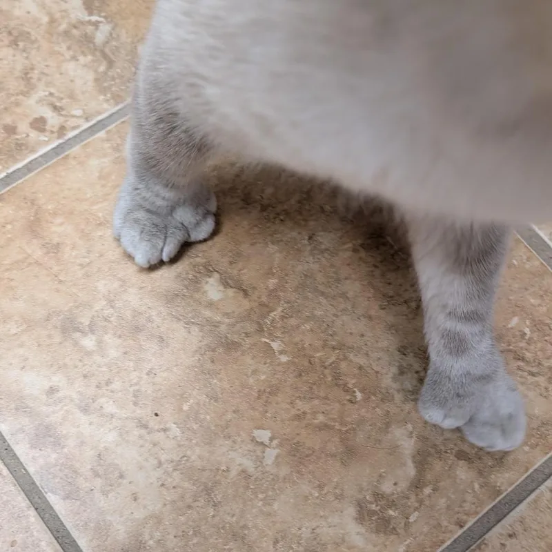 Mr Big Paws