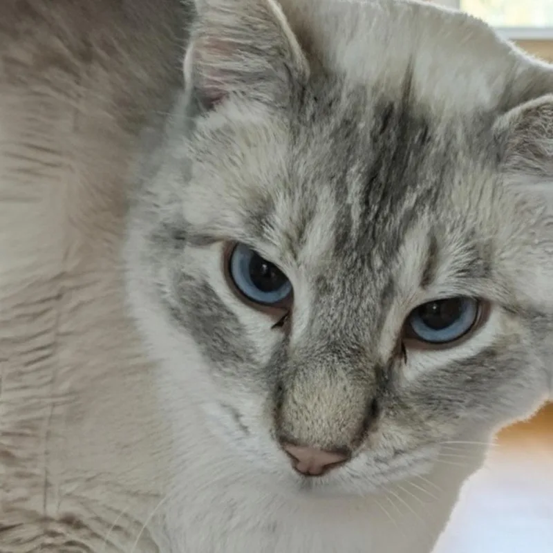 Mr Big Paws thumbnail 3