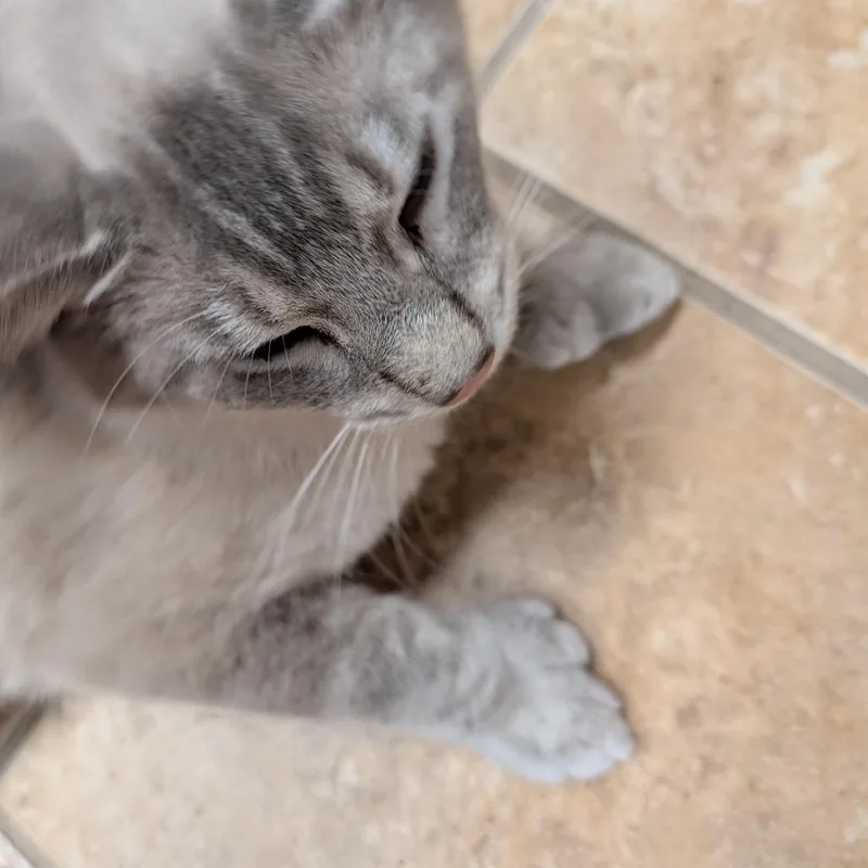 Mr Big Paws thumbnail 4
