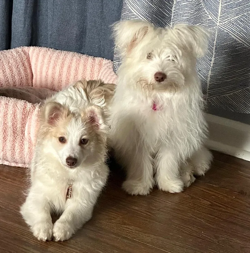 A young small-sized female White / Cream Bichon Frise dog named Foxy & Winnie for adoption in Newton, NJ