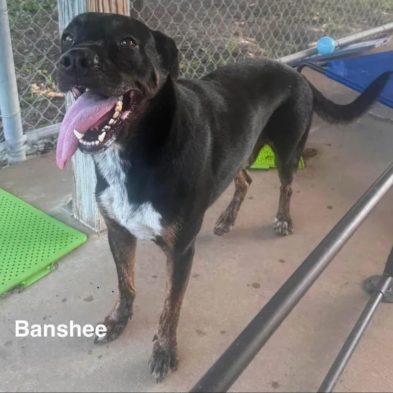 Banshee