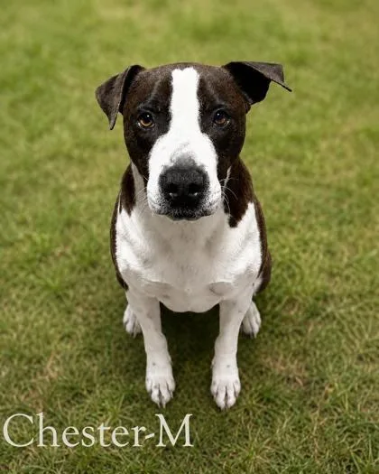 An adult medium-sized male Pit Bull Terrier dog named Chester for adoption in Guntersville, AL