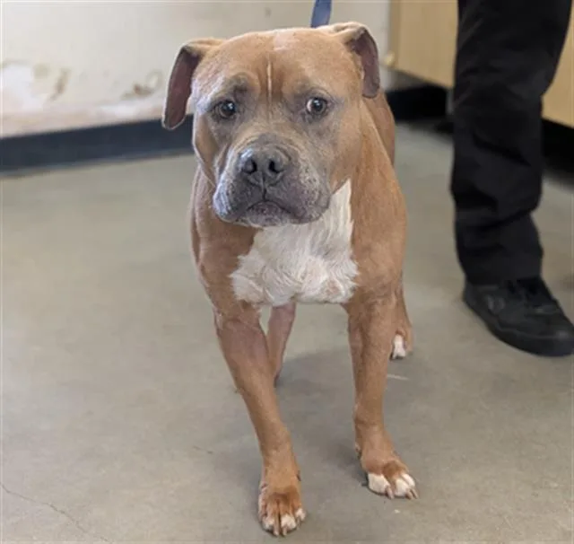 An adult large-sized male Mastiff dog named Nagee for adoption in Camarillo, CA