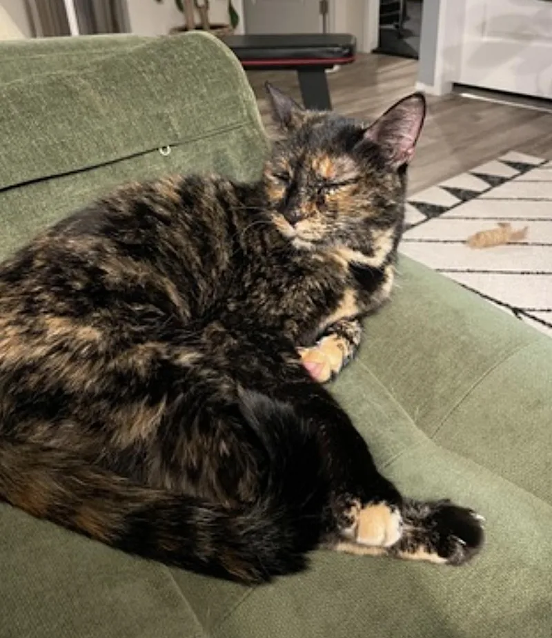A senior medium-sized female Tortoiseshell Domestic Short Hair cat named Adeline for adoption in Amherst, MA